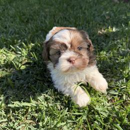 Male 2 - Chocolate and tan male Shih Tzu puppy in Whittier, California from Shihtzu