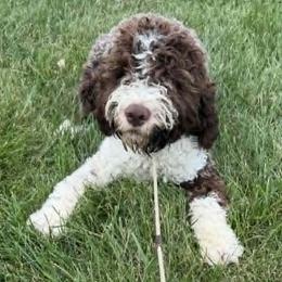 Knox - Brown male Lagotto Romagnolo puppy in Akron, New York from Almar Lagotto