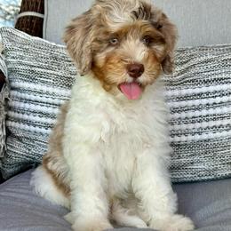 Isaac - Chocolate merle male Bernedoodle puppy in Oologah, Oklahoma from Timber Hills Poodles and Doodles