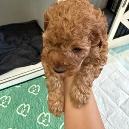 Tommy - Chocolate and tan male Shih Tzu puppy in Lawrenceville, Georgia from Private Home