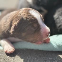 Rebel - Red tri male Miniature Australian Shepherd puppy in North Lakeport, California from Wild Rose Ranch