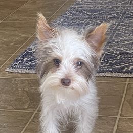 Max - Yorkshire Terrier