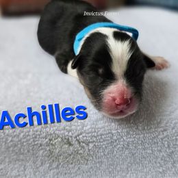 Achilles - Black tri-color male Australian Shepherd puppy in Smithfield, Utah from Invictus Farms