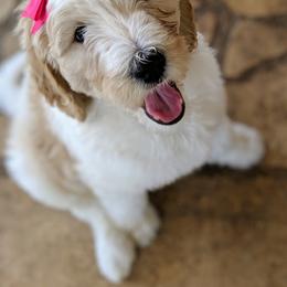 Goldendoodle Puppies from Texas Dapper Doodles