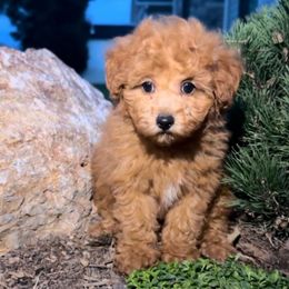 Pumpkin - Red female Cavapoo puppy in West Jordan, Utah from Haven Creek Doodles