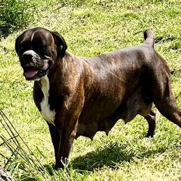 Ruby  - Boxer