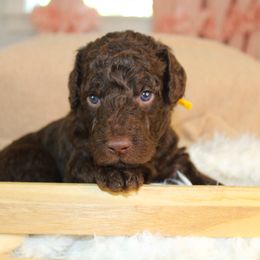 Yellow collar - Chocolate male Labradoodle puppy in Grants Pass, Oregon from Oregon Valley Pups