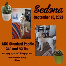 Poodle puppies from Arizona's Once Upon A Boston and Poodle ❤️