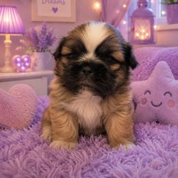 Girl 3 - Black gold and white female Shih Tzu puppy in Augusta, Maine from Zulas Shih Tzu of Maine