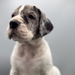 Great Dane puppies from Top Brackett Danes