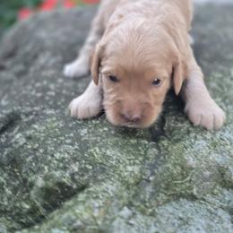 Vivienne - Cream female Goldendoodle puppy in Arthur, Illinois from Perfect Pugs
