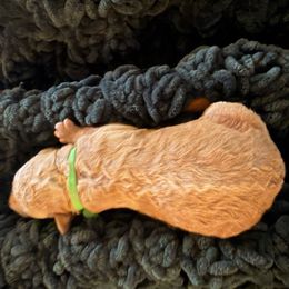 Green Boy - Red  male Goldendoodle puppy in Covington, Louisiana from MyKy Puppies
