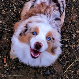 Miniature American Shepherd and Miniature Australian Shepherd All Grown Up from War Eagle Kennel