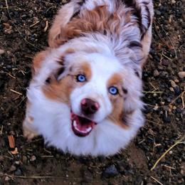 Miniature American Shepherd and Miniature Australian Shepherd All Grown Up from War Eagle Kennel