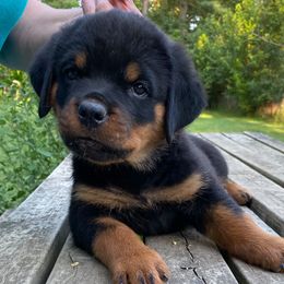 Rottweiler Puppies from Wildhaven Rottweilers