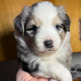 Denali - Blue merle male Miniature Australian Shepherd puppy in Spokane Valley, Washington from Northern Roots Aussies