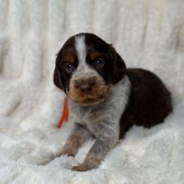 Orange girl - Liver white and tan female English Springer Spaniel puppy in Fairfield, California from Goldridge Springers
