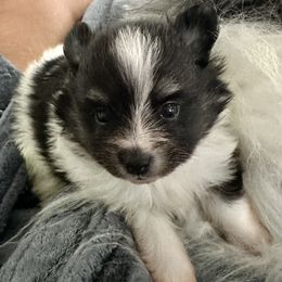 5wks AKC Black and White Parti Girl - Black parti female Pomeranian puppy in Madison, Ohio from PawSitive Therapy Pomeranians