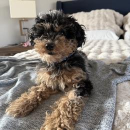 Cockapoo and Goldendoodle Puppies from Jax Doodles