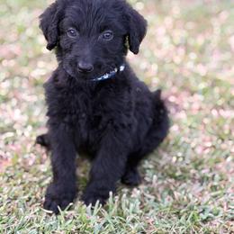 Leo - Black male Labradoodle puppy in Georgetown, South Carolina from Muddy Bay Kennels