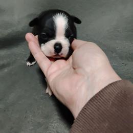 Princess - Black brindle and white female Boston Terrier puppy in Catawba, North Carolina from Lil Wiggles Boston Terriers