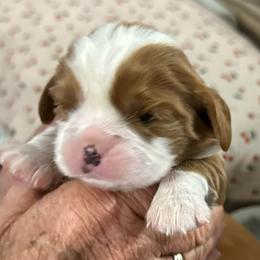 Orion - Blenheim male Cavalier King Charles Spaniel puppy in Oroville, California from Happy Tails Kennel