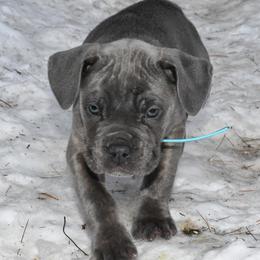 Sky - Gray brindle female Cane Corso puppy in Sault Ste Marie, Michigan from Willow Creek Cane Corsos