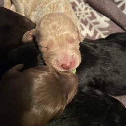 Black collar - Cream male Goldendoodle puppy in Las Vegas, Nevada from Doodles by Design
