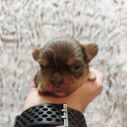 Chocolate and tan boy - Chocolate and tan male Chihuahua puppy in Richmond, Virginia from Breens