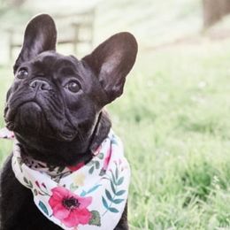 French Bulldogs from Susan's Pups