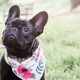 French Bulldogs from Susan's Pups