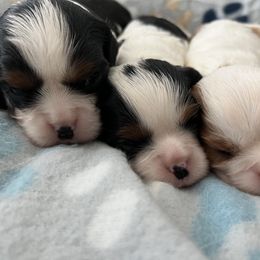 Cavalier King Charles Spaniel Puppies from Small Town Cavaliers