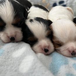 Cavalier King Charles Spaniel Puppies from Small Town Cavaliers