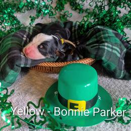 Yellow - Bonnie Parker - Black rust and white female Bernese Mountain Dog puppy in Marion, Indiana from Zarah's Bernese Mountain Dogs