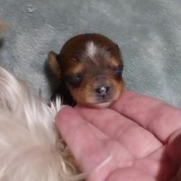 Peanut - Gold male Yorkshire Terrier puppy in Hot Springs, Arkansas from Kimberly's Lovable Littles