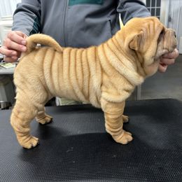 Boy 1 - Fawn male Chinese Shar-Pei puppy in Corydon, Indiana from Royalvue Kennels