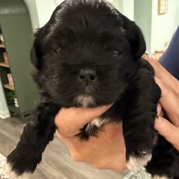 Leilani - Black female Shihpoo puppy in Colonial Beach, Virginia from BeachRidge Pups