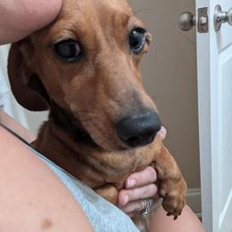 Uno - Dachshund
