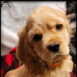 Cocker Spaniel Puppies from -PrincetonzSpanielz-