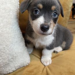 Girl 1 - Pembroke Welsh Corgi puppy in Hinton, Oklahoma from Corgi Farms