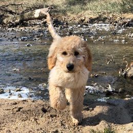 Goldendoodles from Courtney Wall