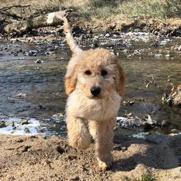 Goldendoodles from Courtney Wall