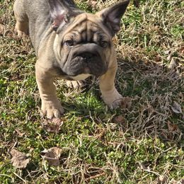 Rose - Blue female French Bulldog puppy in Alexandria, Virginia from Boss Lady Kennel
