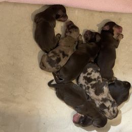 Dachshund Puppies from Little Lords & Ladies Dachshunds