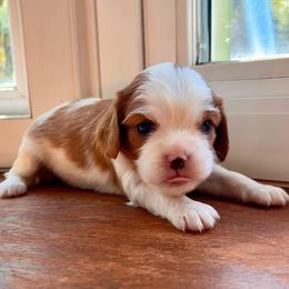 Missy - Blenheim female Cavalier King Charles Spaniel puppy in Lambertville, Michigan from Dream Dog LLC