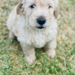 Australian Mountain Doodle, Bernedoodle, and Goldendoodle Puppies from Wynterwood Doodles