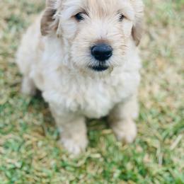 Australian Mountain Doodle, Bernedoodle, and Goldendoodle Puppies from Wynterwood Doodles