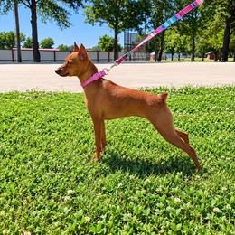 Lina - Miniature Pinscher