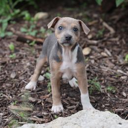 Moon - Tri-color female Jack Russell Terrier puppy in West Bend, Iowa from Blue Skies Terriers