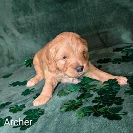 Archer - Golden male Cockapoo puppy in Sunset, Louisiana from Cano Cockapoos